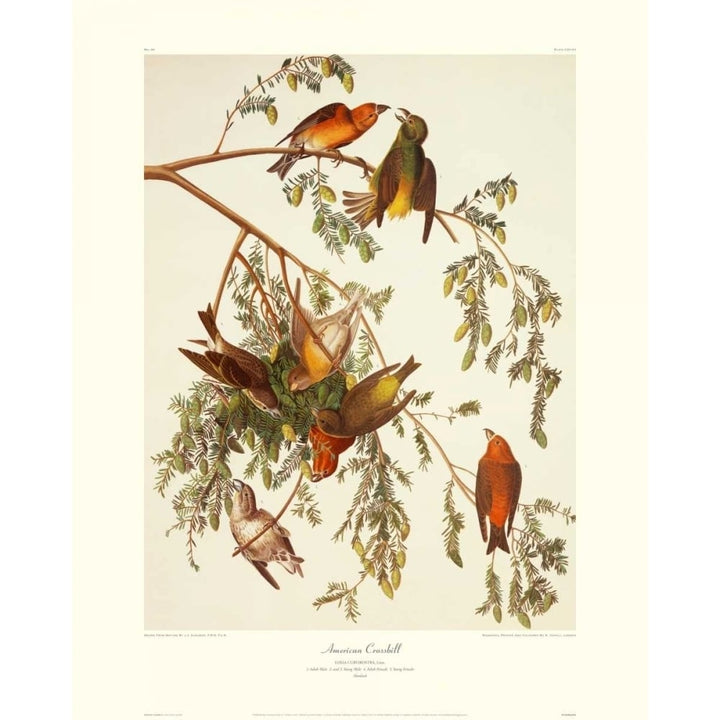 American Crossbill Poster Print by John James Audubon Image 1