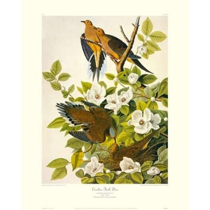 Carolina Pigeon or Turtle Dove Poster Print by John James Audubon Image 1