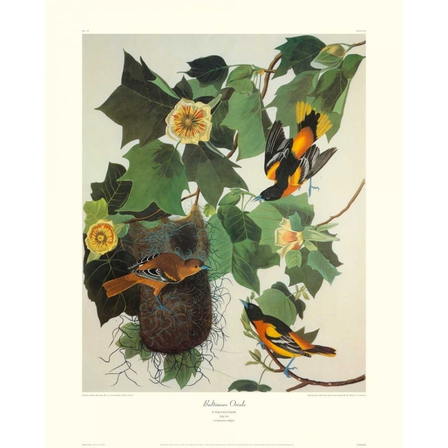 Baltimore Oriole Poster Print by John James Audubon Image 1