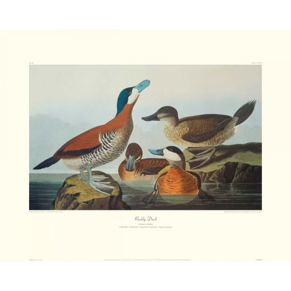 Ruddy Duck Poster Print by John James Audubon Image 1