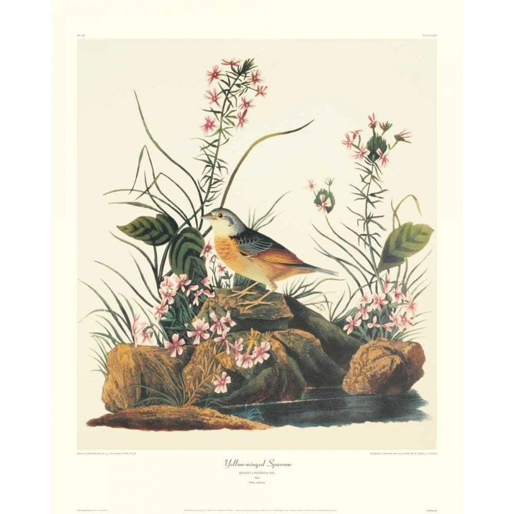 Yellow-Winged Sparrow Poster Print by John James Audubon Image 1