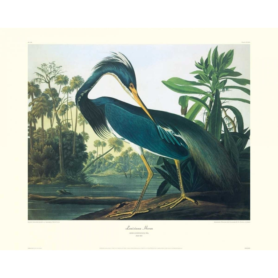 Louisiana Heron Poster Print by John James Audubon Image 1