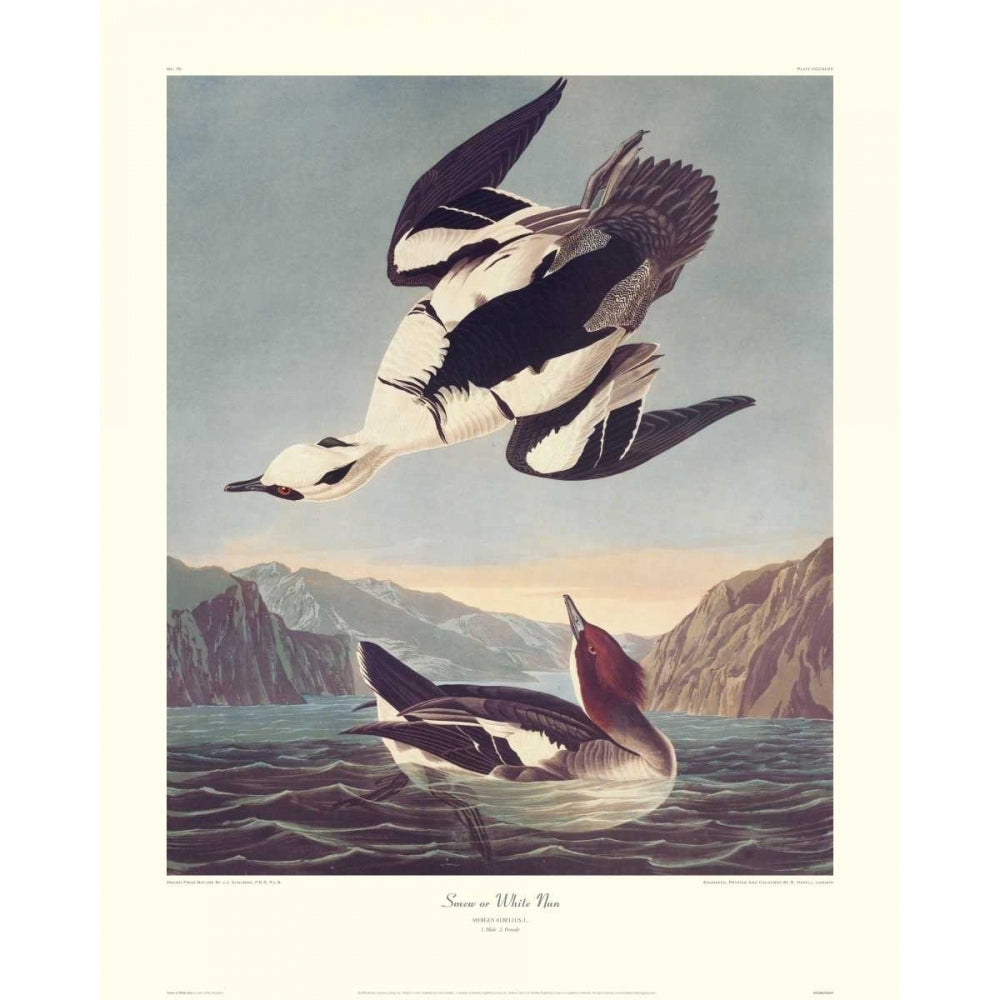 Smew Or White Nun Poster Print by John James Audubon Image 1