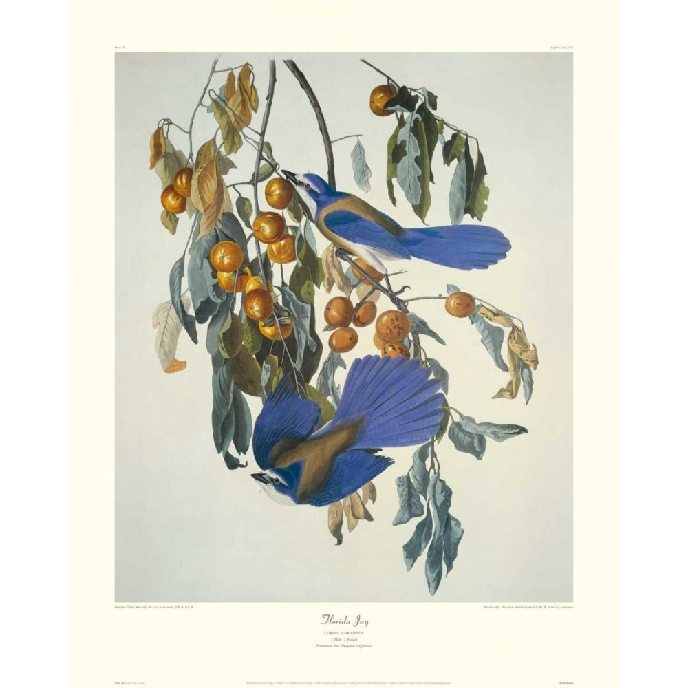 Florida Jay Poster Print by John James Audubon Image 1