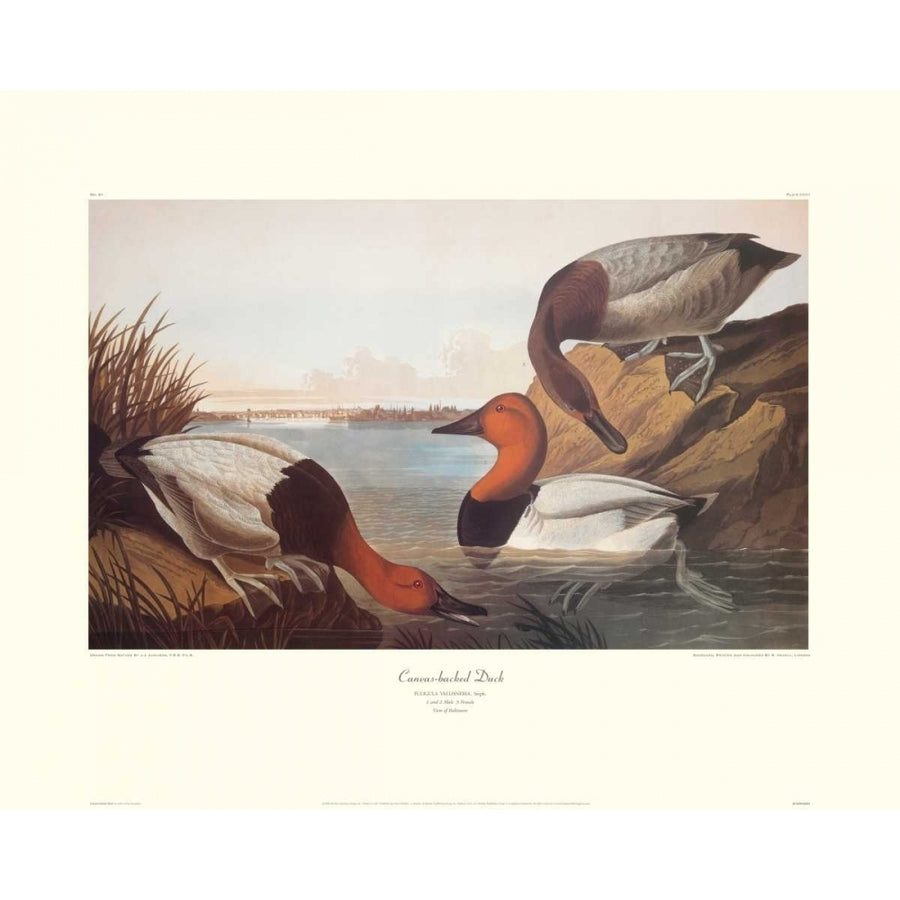 Canvas-Backed Duck Poster Print by John James Audubon Image 1