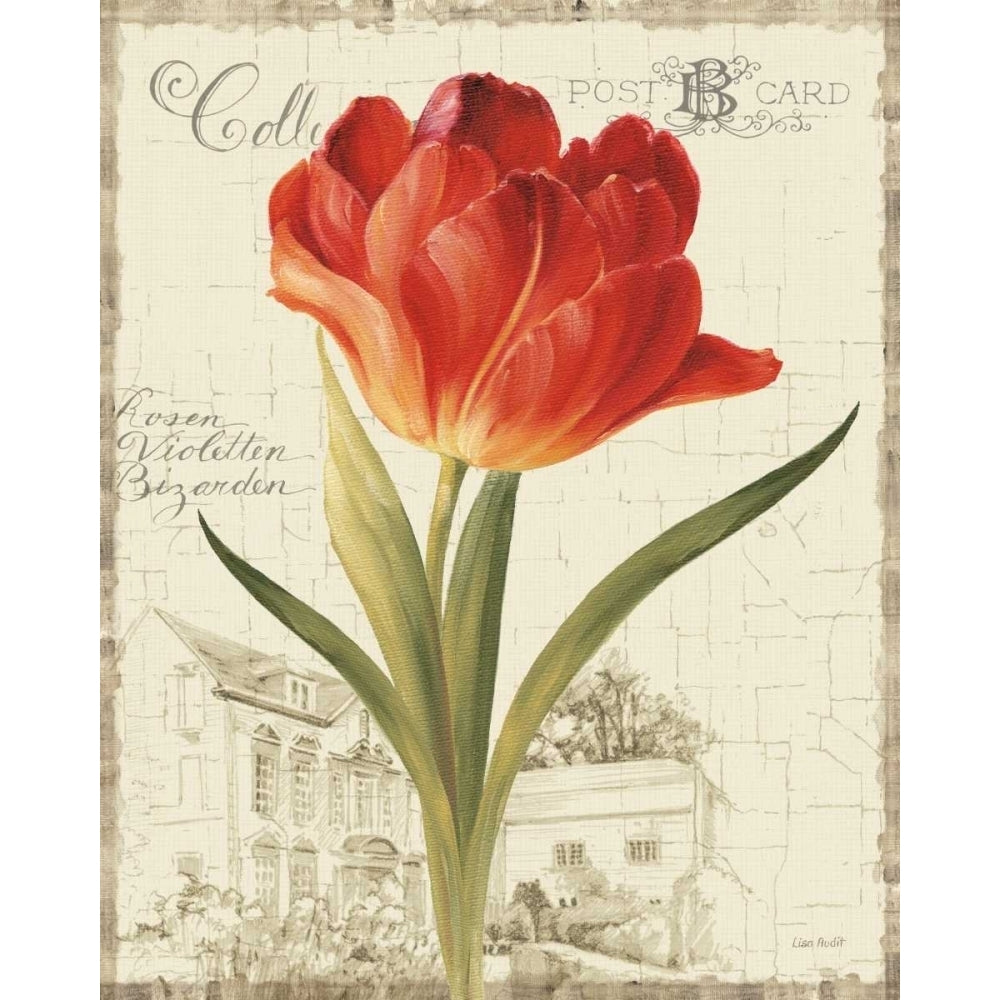 Garden View III - Red Tulip Poster Print by Lisa Audit Image 2