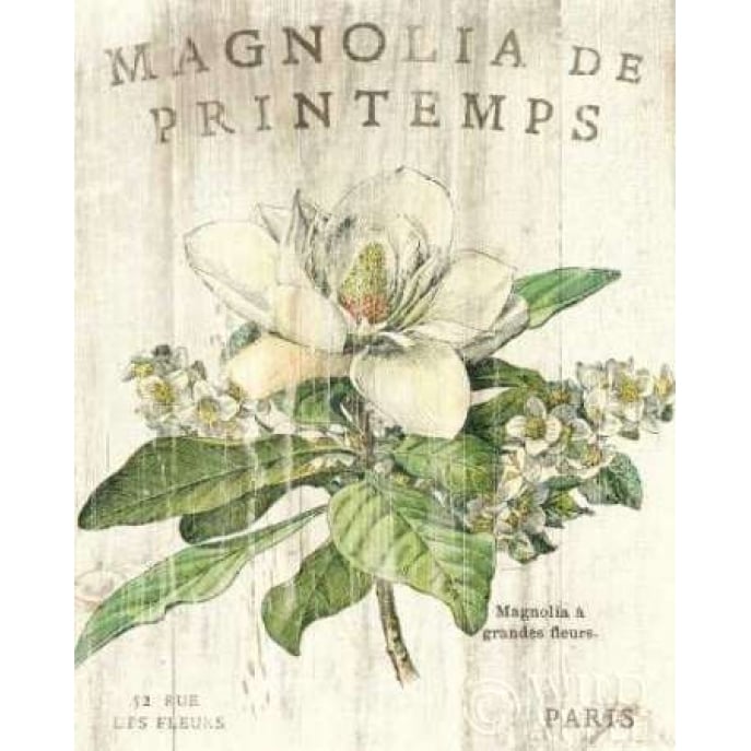 Magnolia de Printemps Poster Print by Sue Schlabach Image 1