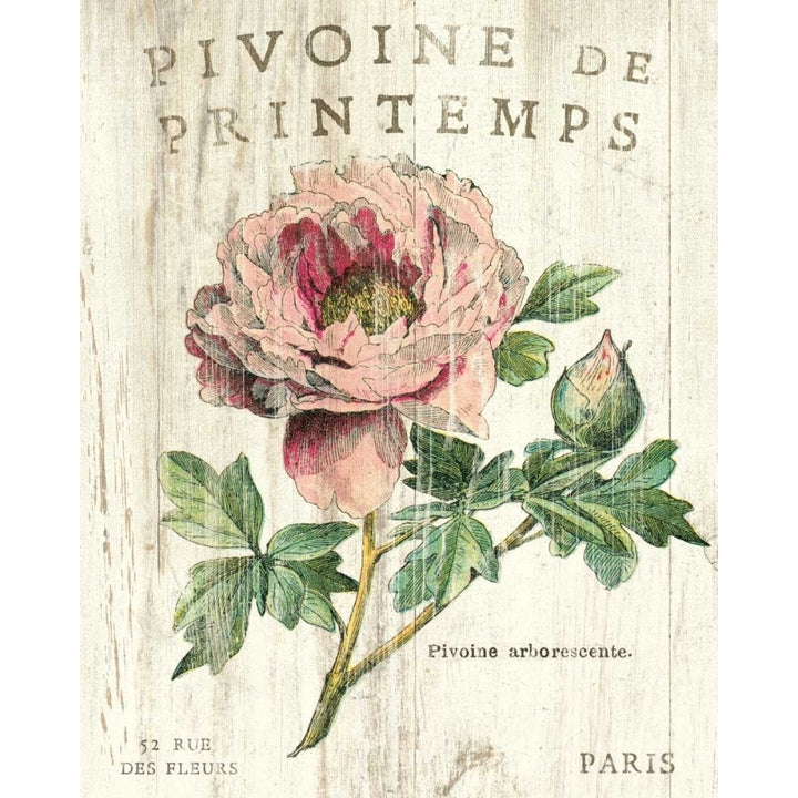 Pivoine de Printemps Poster Print by Sue Schlabach Image 2