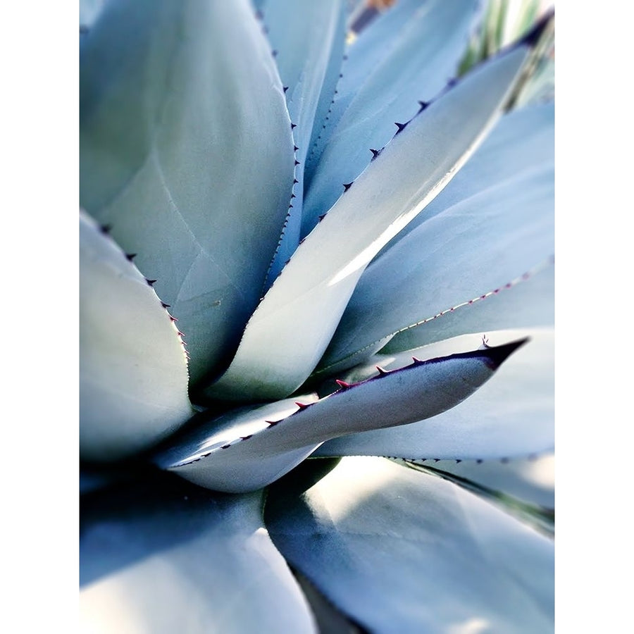 Giant Succulent I Poster Print by Kali Wilson Image 1