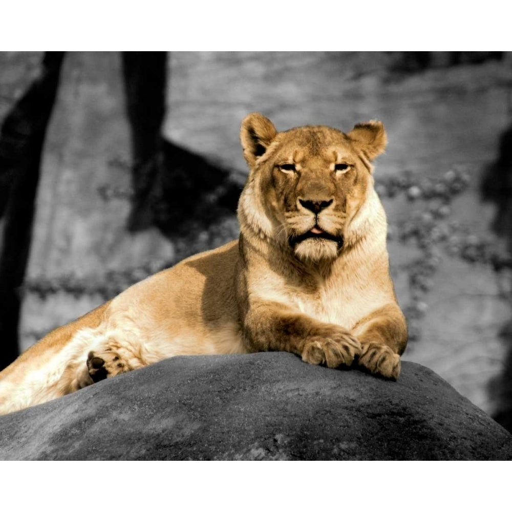 Lioness Poster Print by Kelly Donovan Image 1