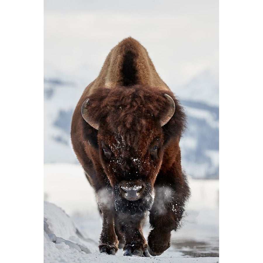 Bison Incoming Poster Print - Peter Hudson Image 1