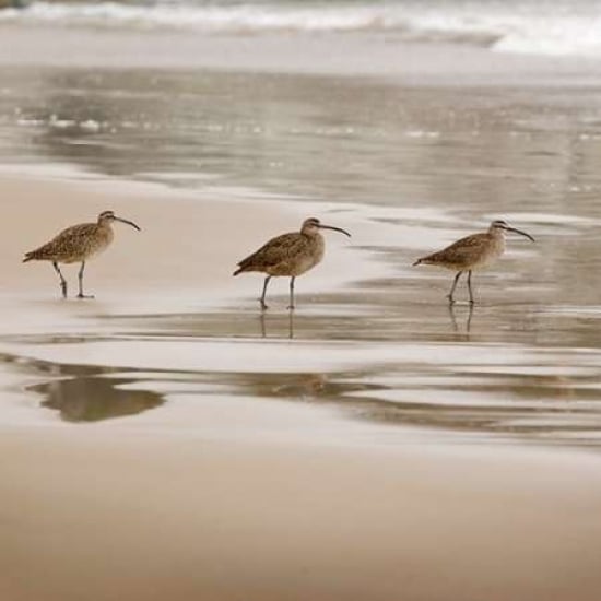 Shore Birds II Poster Print by Danita Delimont Image 1