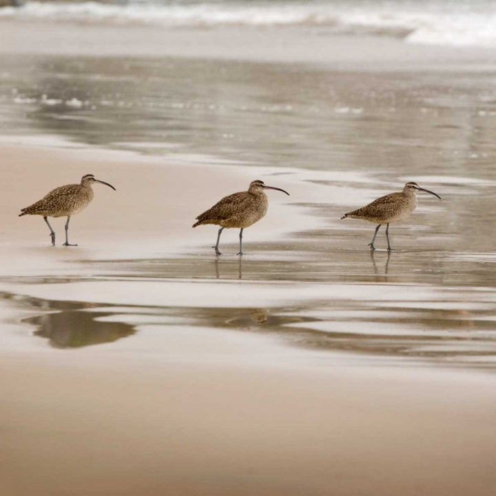 Shore Birds II Poster Print by Danita Delimont Image 2