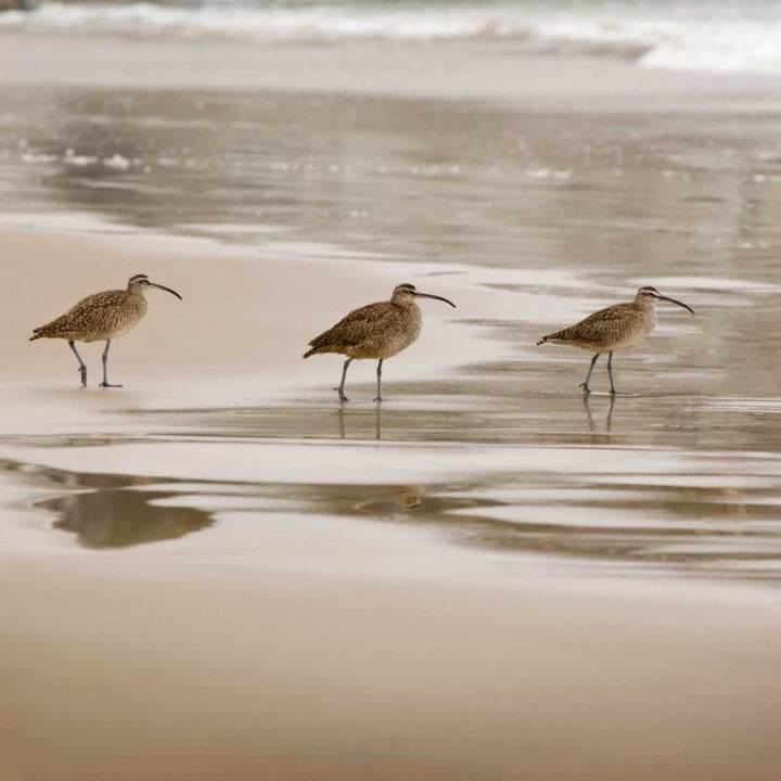 Shore Birds II Poster Print by Danita Delimont Image 1