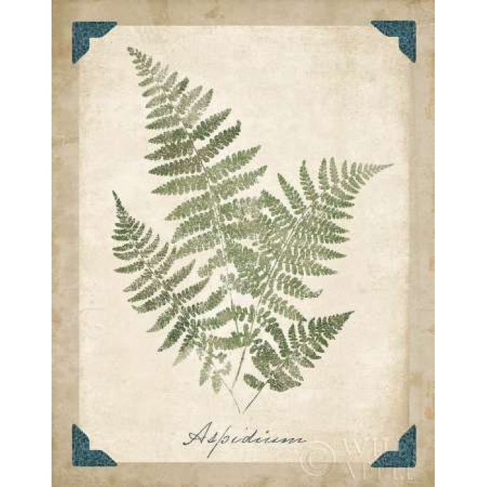 Vintage Ferns IX Poster Print by Wild Apple Portfolio Image 1