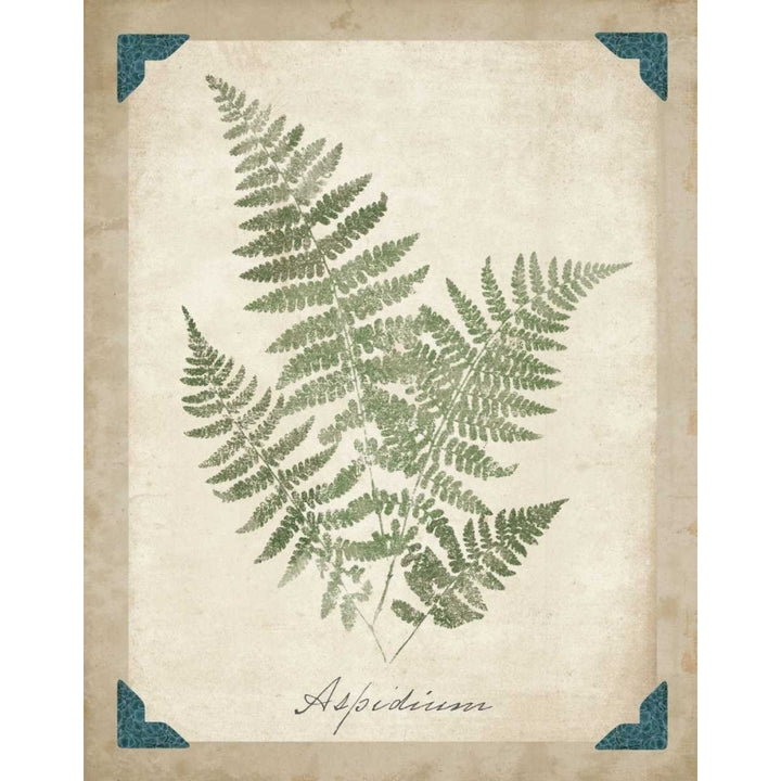 Vintage Ferns IX Poster Print by Wild Apple Portfolio Image 1