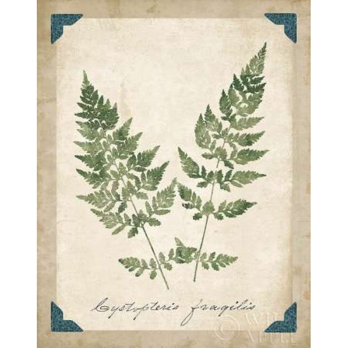 Vintage Ferns VII Poster Print by Wild Apple Portfolio Image 1