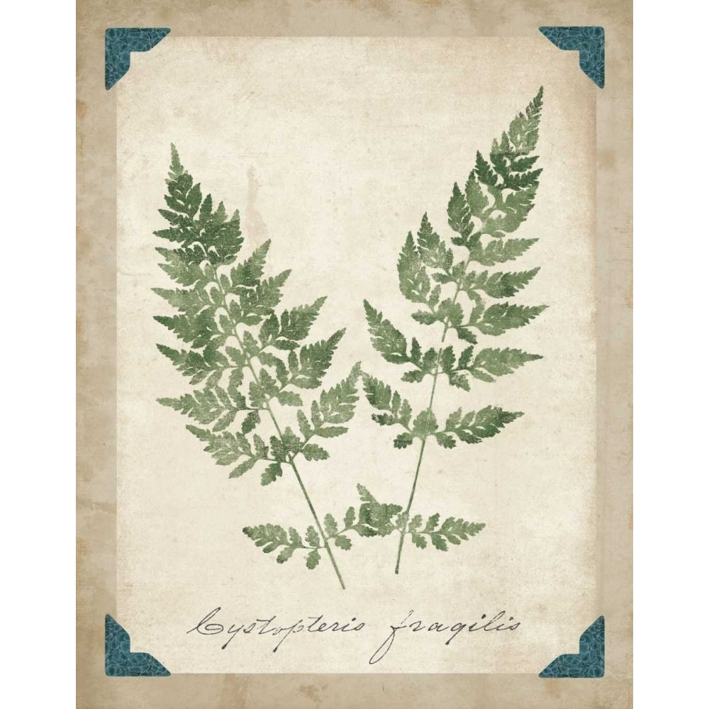 Vintage Ferns VII Poster Print by Wild Apple Portfolio Image 2