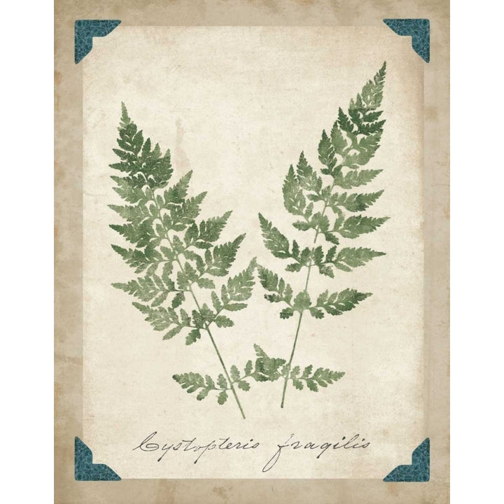 Vintage Ferns VII Poster Print by Wild Apple Portfolio Image 1