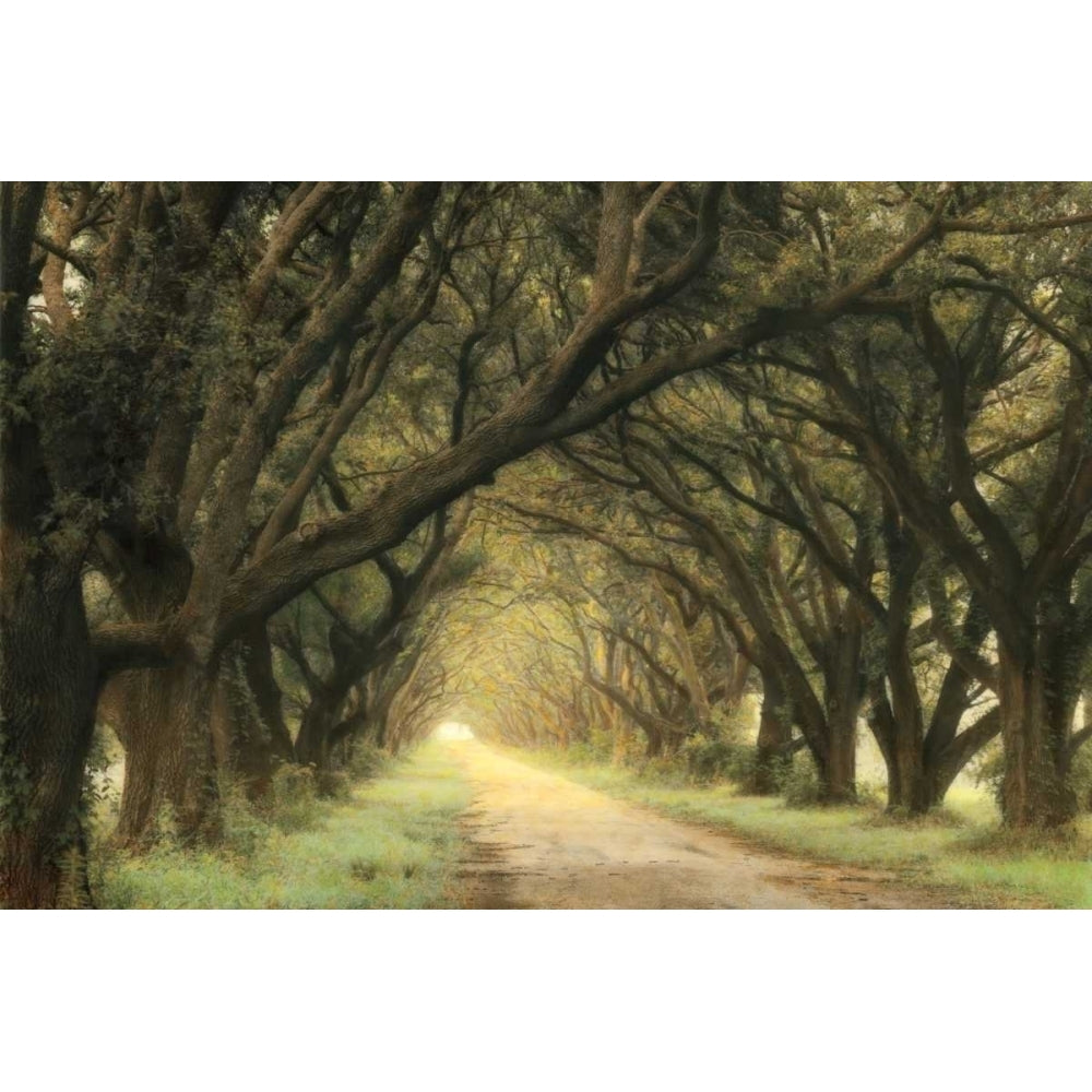 Evergreen Alley Poster Print by William Guion Image 1