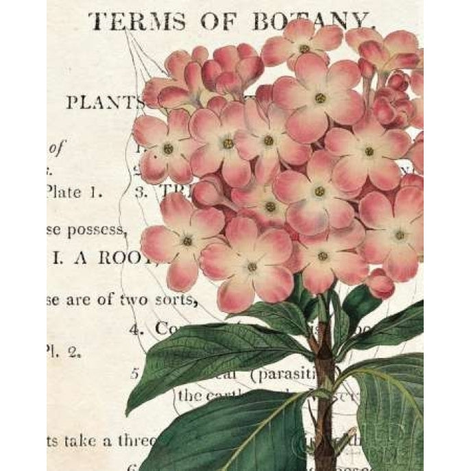 Bicolor Phlox Botany Poster Print by Sue Schlabach Image 1