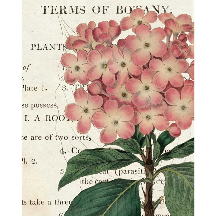 Bicolor Phlox Botany Poster Print by Sue Schlabach Image 2