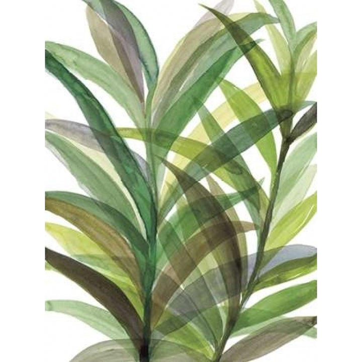 Tropical Greens II Poster Print by Rebecca Meyers Image 1