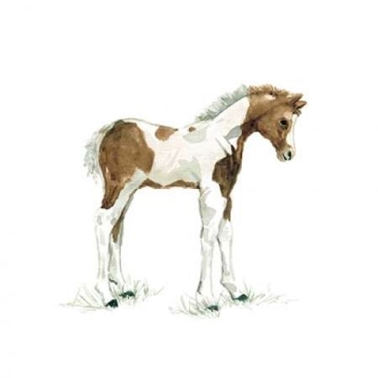 Baby Colt Poster Print by Carol Robinson Image 1