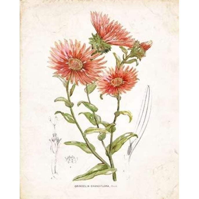 Botanical I Poster Print by Nan Image 2