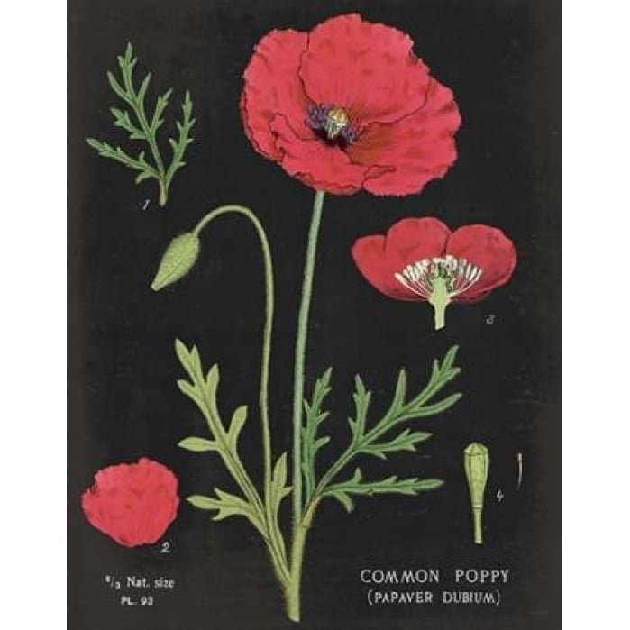 Poppy Chart Poster Print by Sue Schlabach Image 2