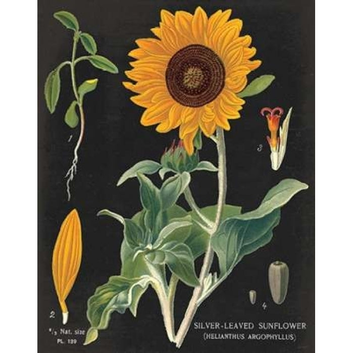 Sunflower Chart Poster Print by Sue Schlabach Image 2