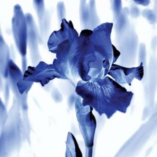 Blue Ice Iris Poster Print by Kelly Donovan Image 1