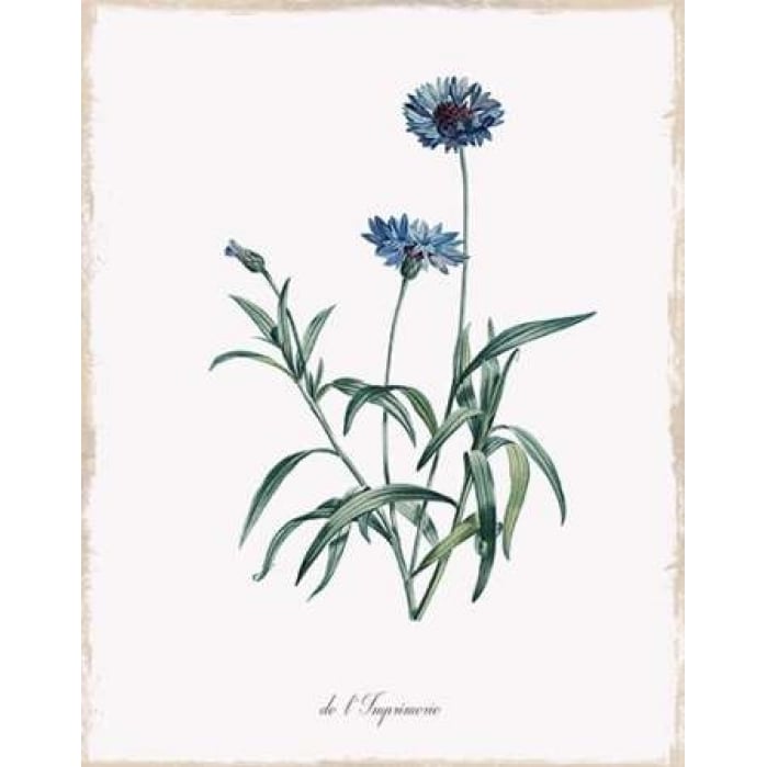 Imperial Blue Poster Print by Kelly Donovan Image 1