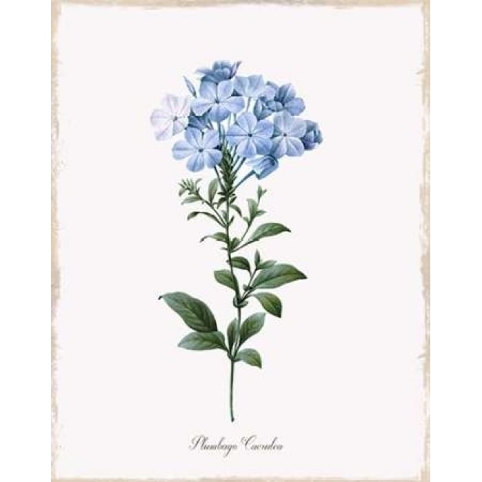 Cape Leadwort Poster Print by Kelly Donovan Image 1