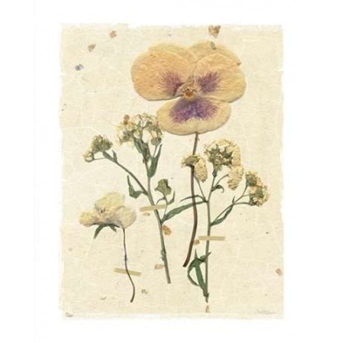 Pressed Pansy Poster Print by Carol Robinson Image 2