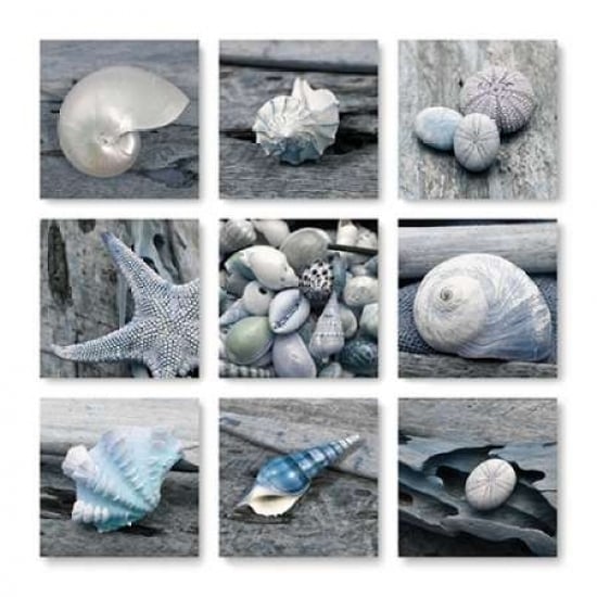 Driftwood Shell Poster Print by Danita Delimont Image 1