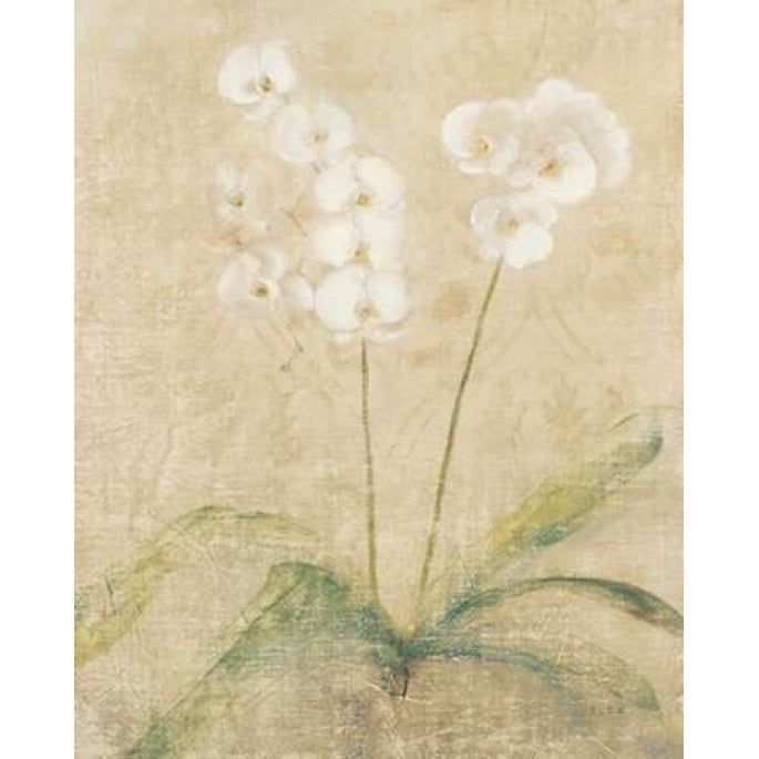 Orchid Cool Poster Print by Cheri Blum Image 2