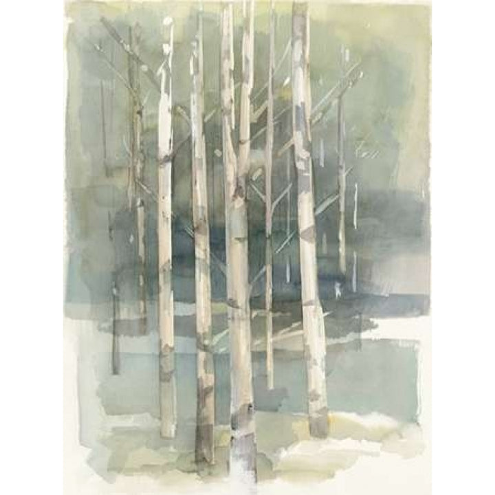 Birch Grove I Poster Print by Avery Tillmon Image 1