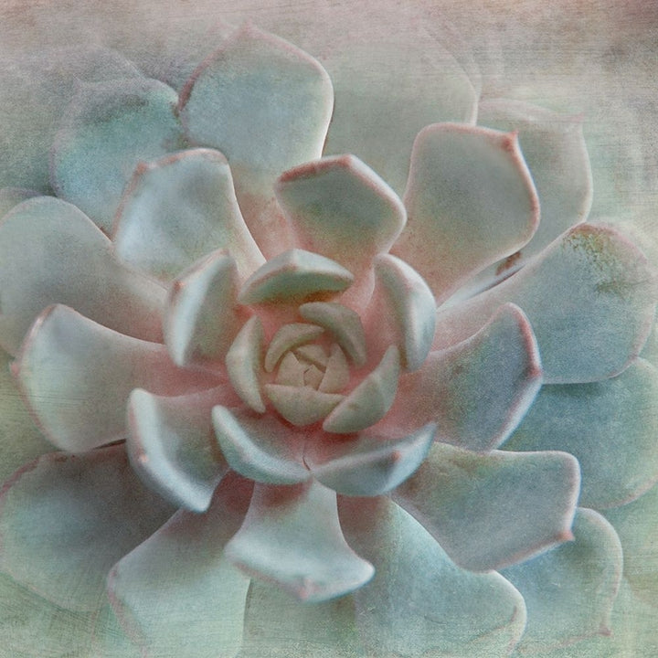 Pastel Succulent II Poster Print by Irene Weisz Image 2