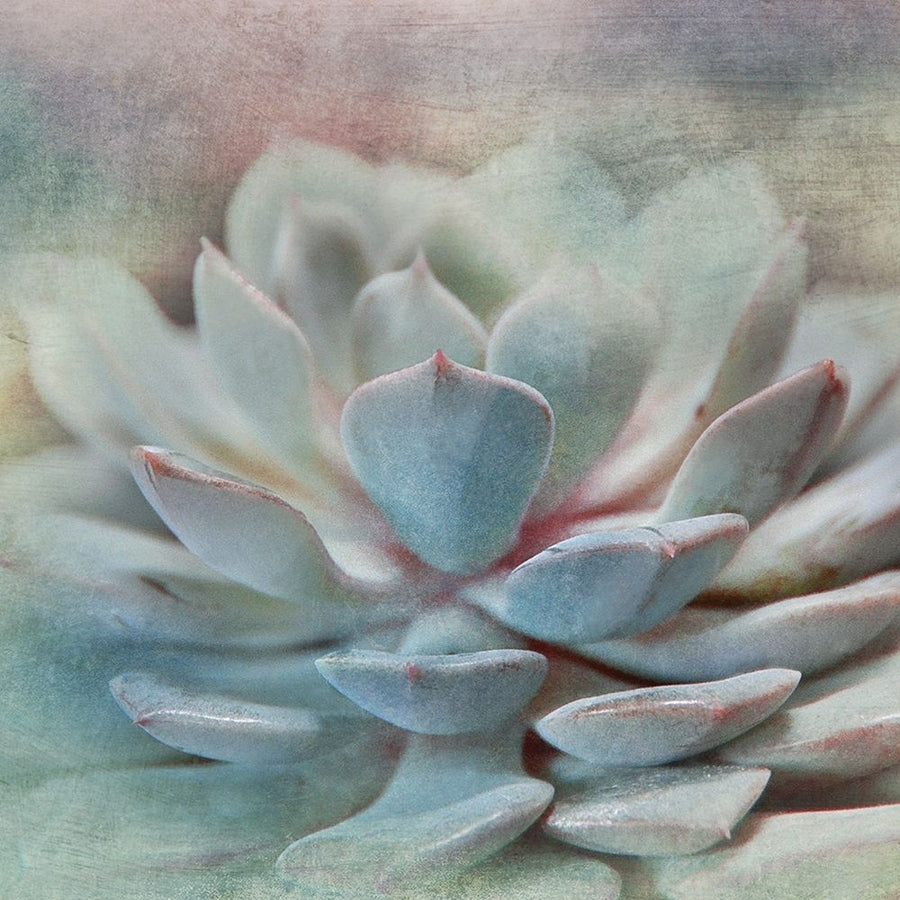 Pastel Succulent I Poster Print by Irene Weisz Image 1