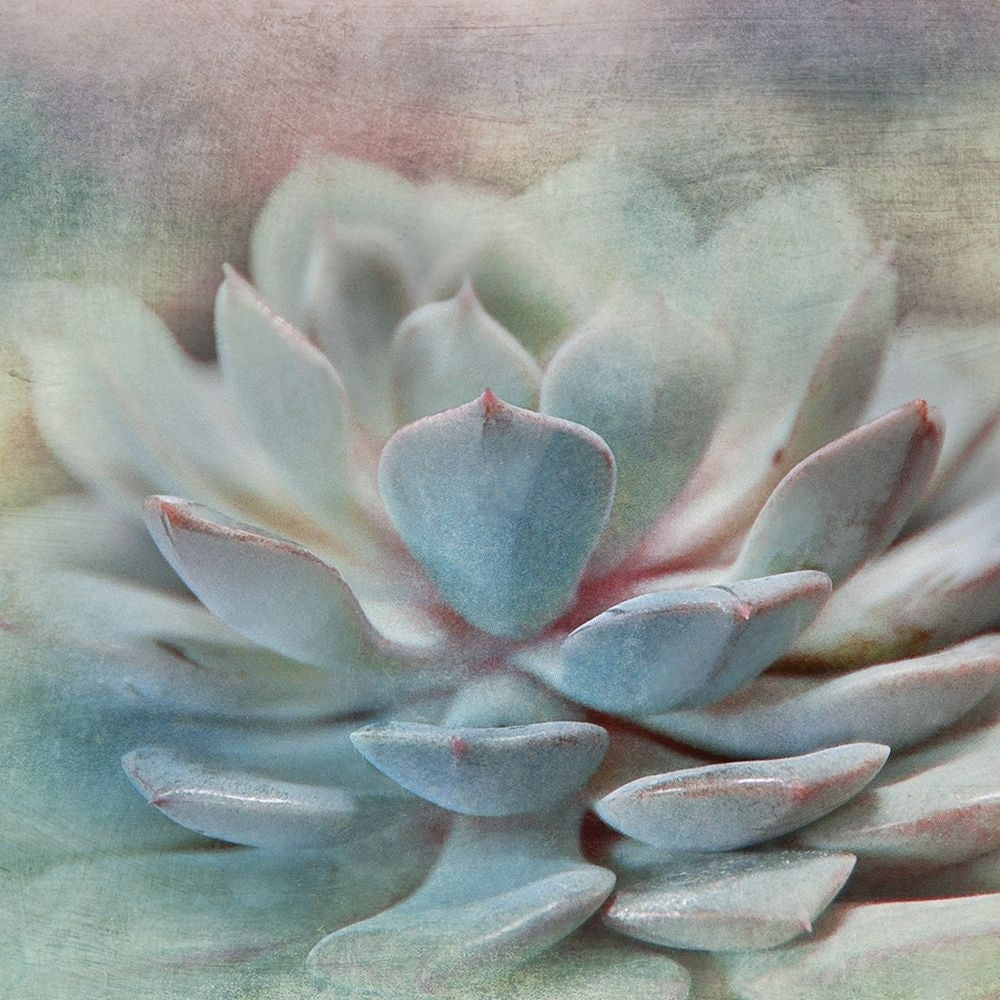 Pastel Succulent I Poster Print by Irene Weisz Image 2