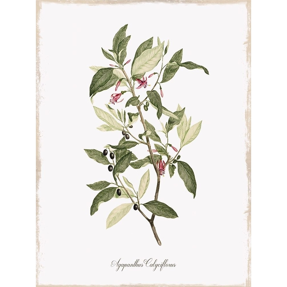 Botanical Poster Print by Kelly Donovan Image 2