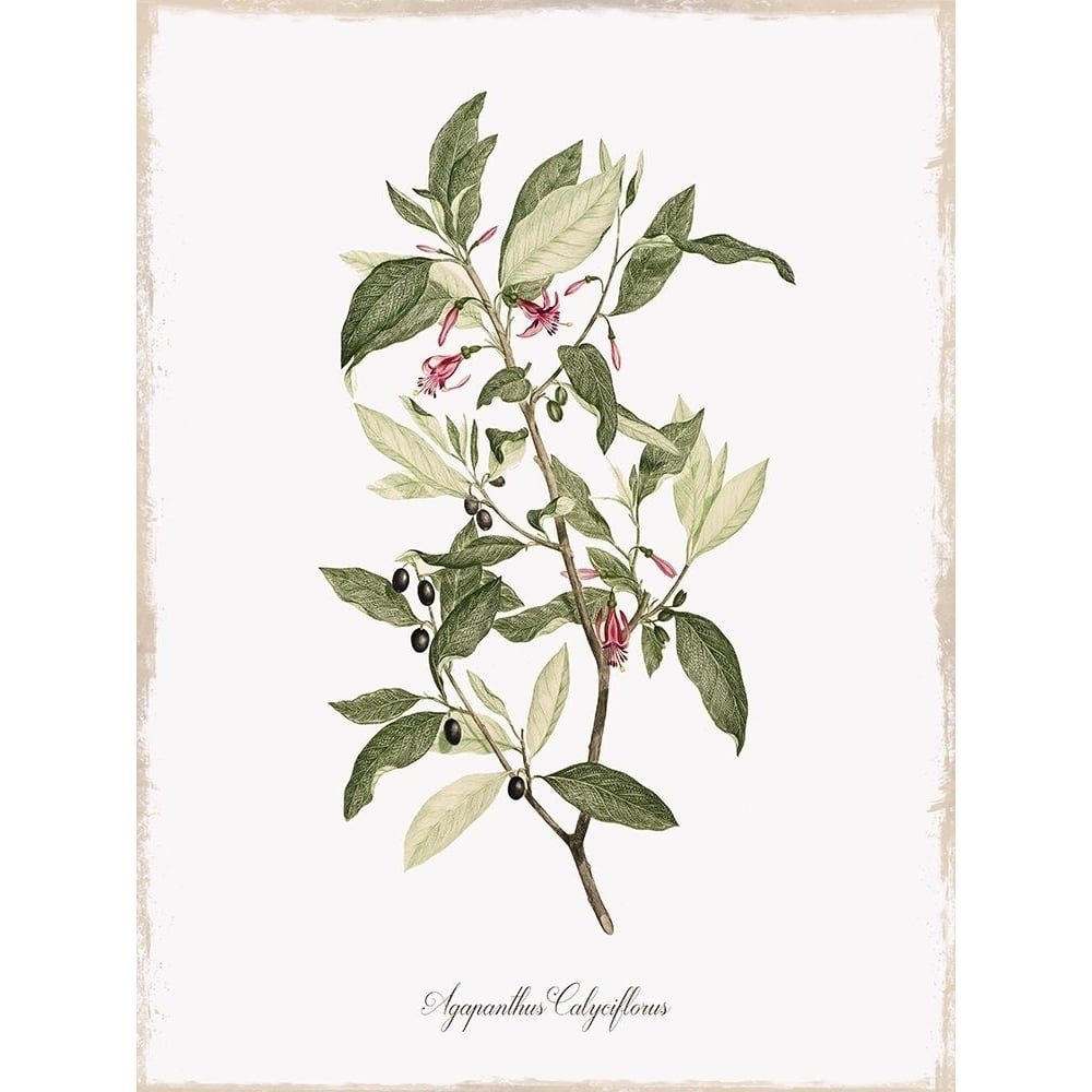 Botanical Poster Print by Kelly Donovan Image 1