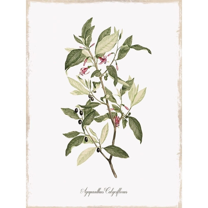 Botanical Poster Print by Kelly Donovan Image 1