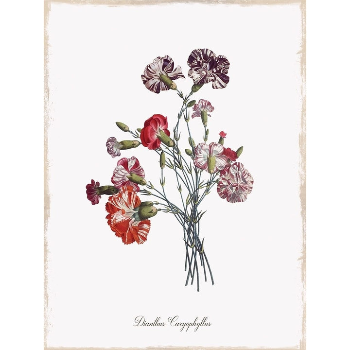 Botanical Carnation Poster Print by Kelly Donovan Image 2