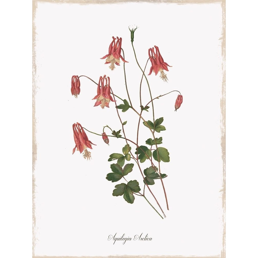 Botanical Columbine Poster Print by Kelly Donovan Image 1