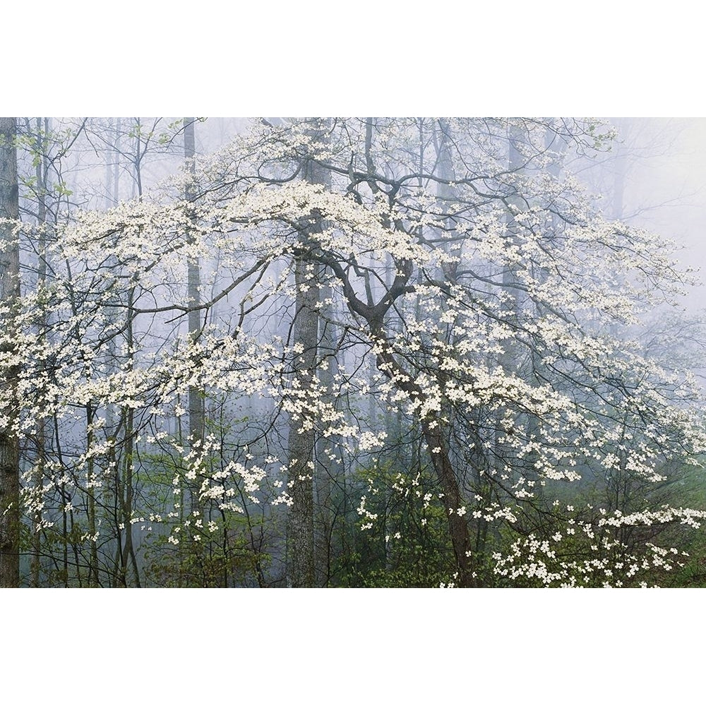 A. Jones _ Dogwood Canopy Poster Print by Danita Delimont Image 1