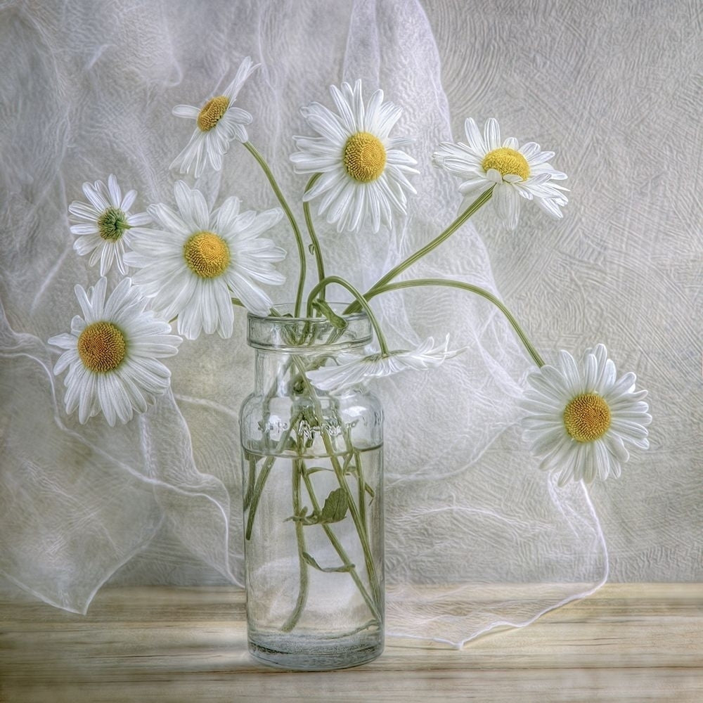 Daisies Poster Print by Mandy Disher Image 1