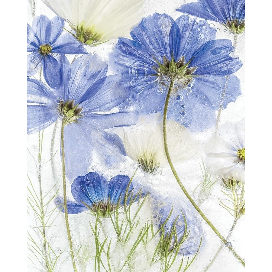 Frozen In Time II Poster Print by Mandy Disher Image 1