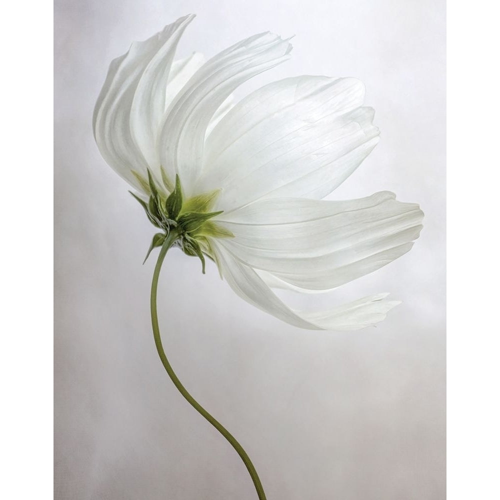 Etherial Poster Print by Mandy Disher Image 1